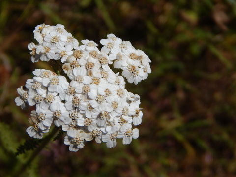 Image of yarrow, milfoil