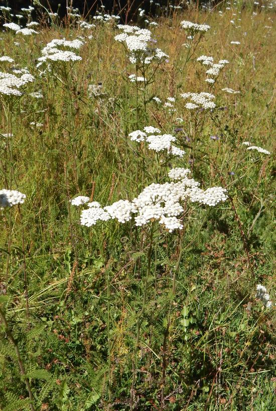 Image of yarrow, milfoil