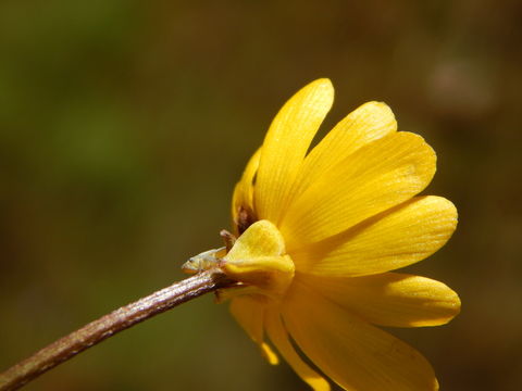 Image de Ranunculus macranthus Scheele