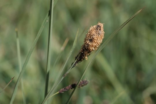 Слика од Carex spectabilis Dewey