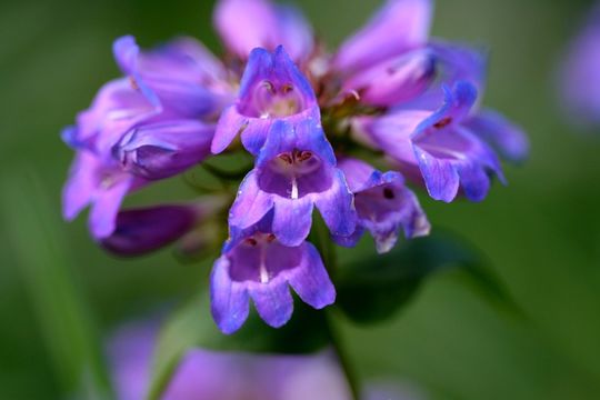 Image of littleflower penstemon