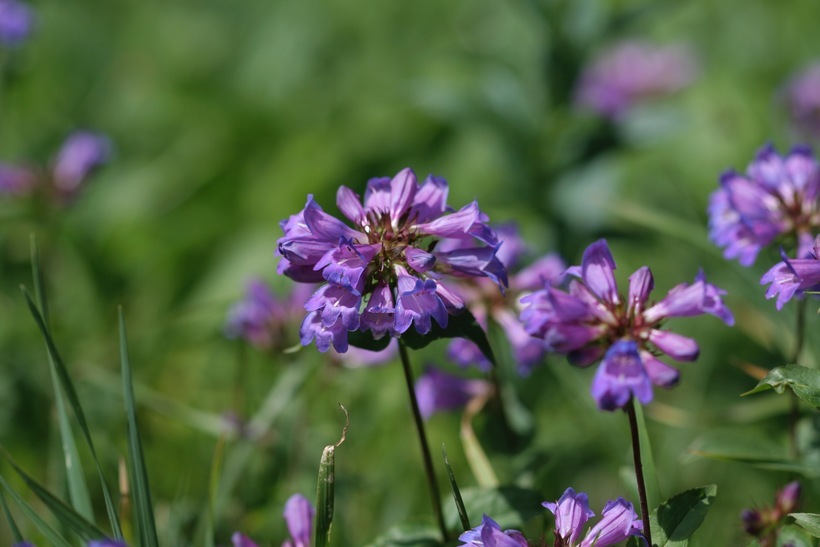 Image of littleflower penstemon