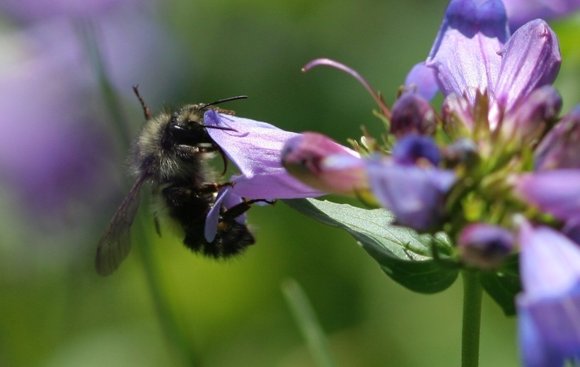 Image of littleflower penstemon