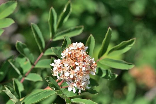 Plancia ëd Sorbus sitchensis M. Roemer