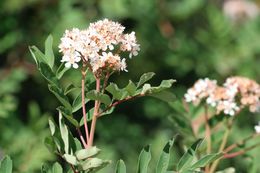 Plancia ëd Sorbus sitchensis M. Roemer