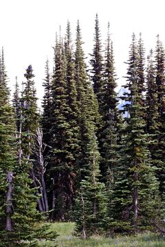 Слика од Abies lasiocarpa (Hook.) Nutt.