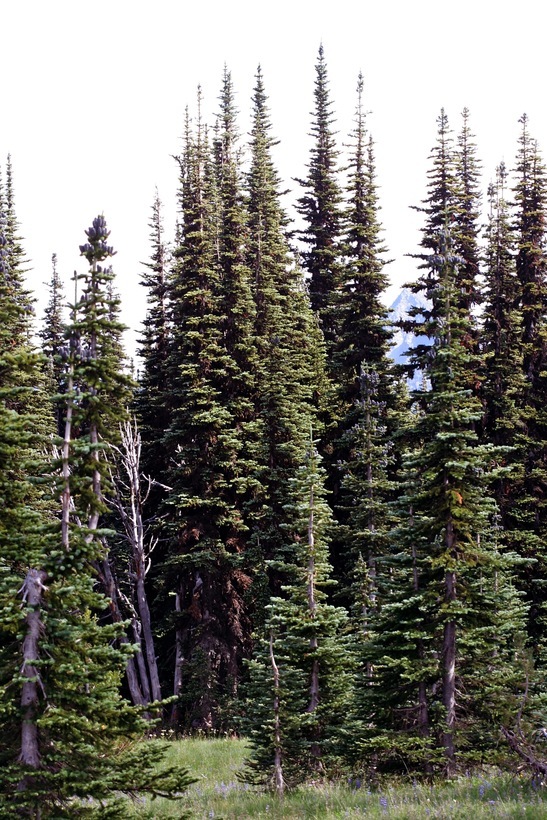 Image of subalpine fir