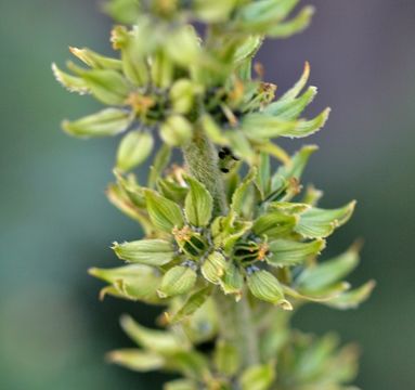 Image of False Hellebore