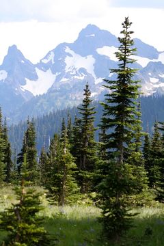 Image of subalpine fir