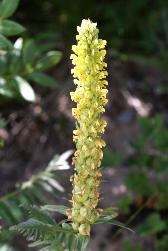 Image of bracted lousewort