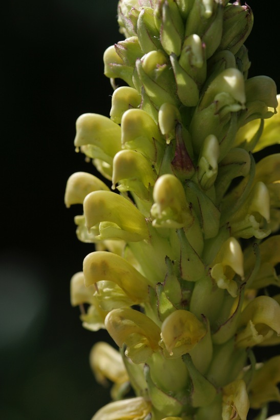 Image of bracted lousewort