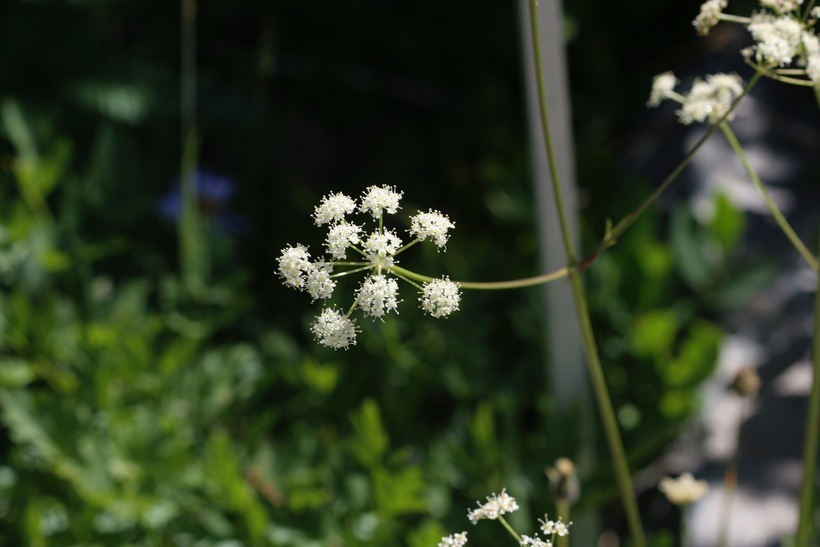 Imagem de Ligusticum grayi Coult. & N. E. Rose