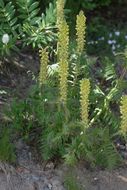 Image of bracted lousewort