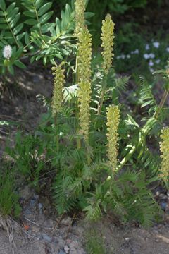 Image of bracted lousewort