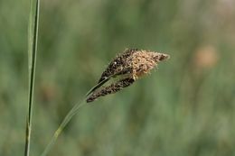 Imagem de Carex spectabilis Dewey