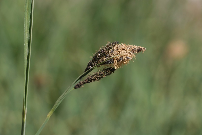 Image of Northwestern Showy Sedge