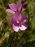 Image of salt spring checkerbloom