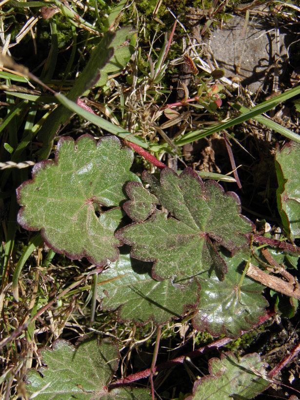 Imagem de Sidalcea neomexicana A. Gray