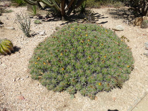 Ferocactus robustus (Link & Otto) Britton & Rose resmi