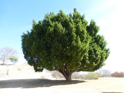 Imagem de Ficus benjamina L.