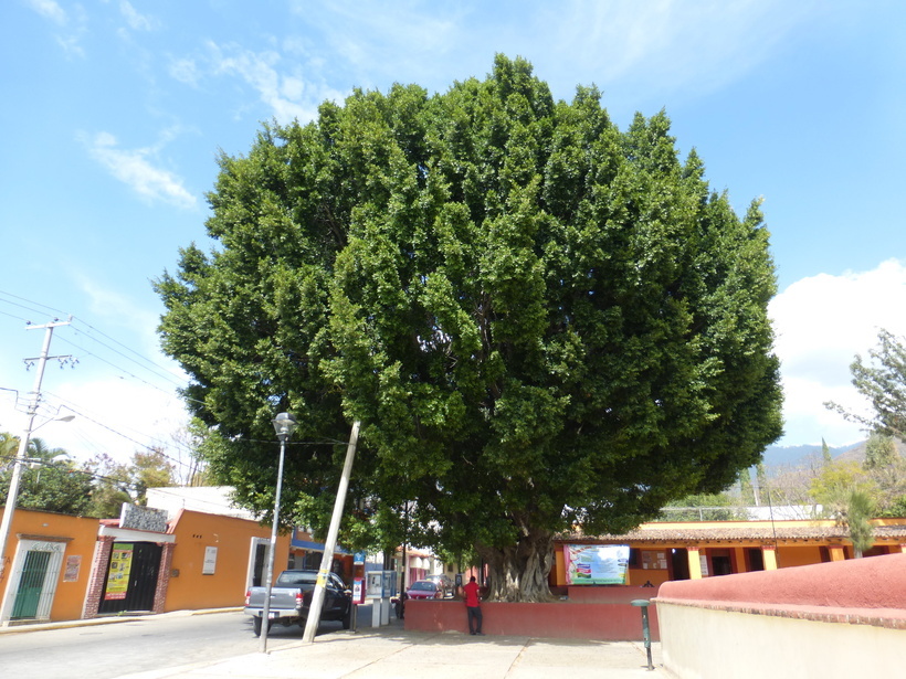 Image of weeping fig