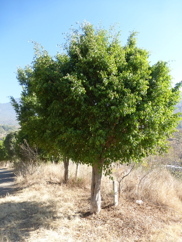 Imagem de Ficus benjamina L.