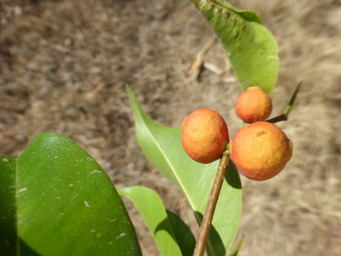 Image of weeping fig