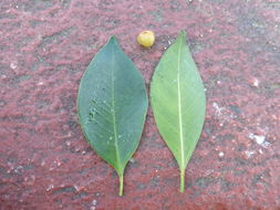 Imagem de Ficus benjamina L.