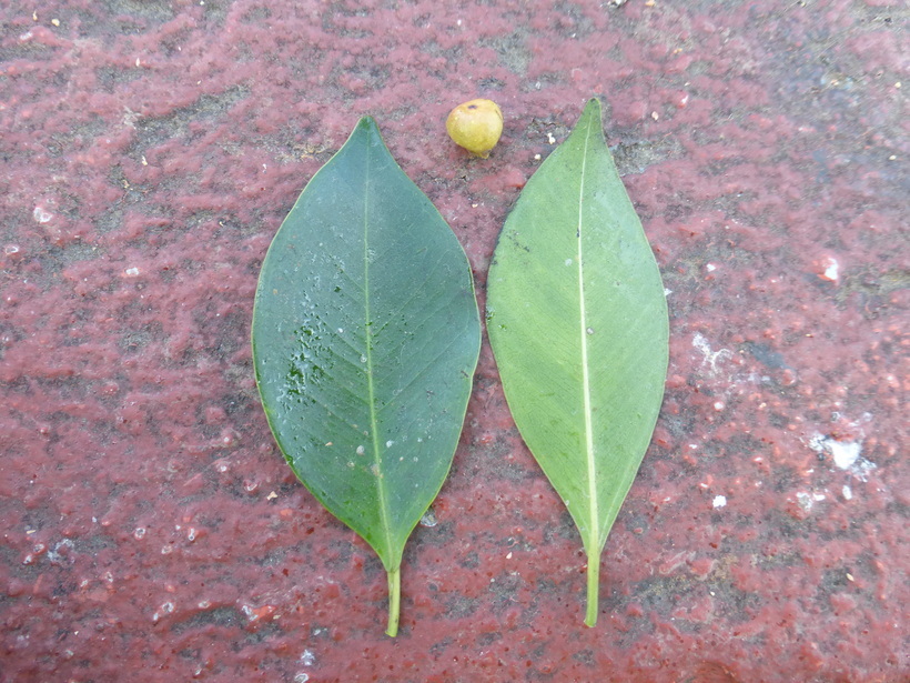 Imagem de Ficus benjamina L.