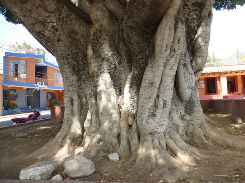 Imagem de Ficus benjamina L.