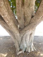 Imagem de Ficus benjamina L.