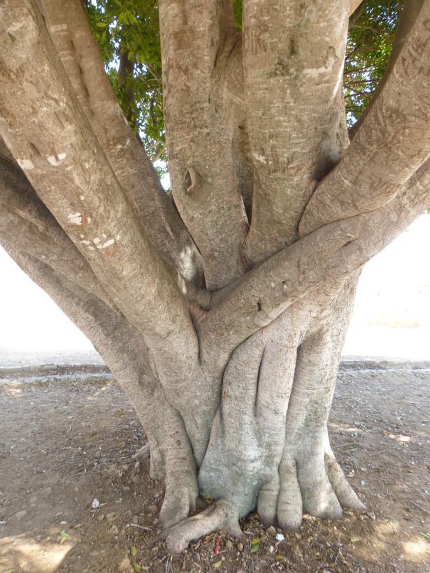 Imagem de Ficus benjamina L.