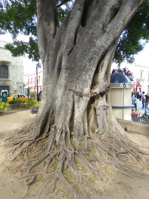 Imagem de Ficus benjamina L.