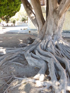 Imagem de Ficus benjamina L.