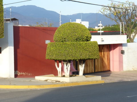 Image de Ficus benjamina L.