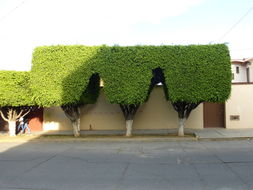 Imagem de Ficus benjamina L.