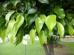 Imagem de Ficus benjamina L.