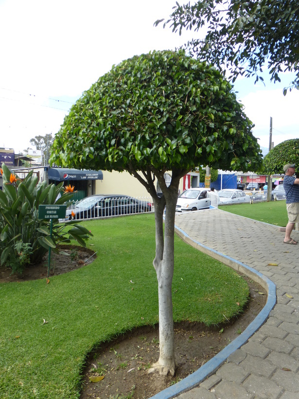 Imagem de Ficus benjamina L.