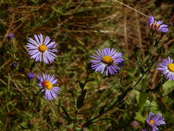 Image of Mexican tansyaster