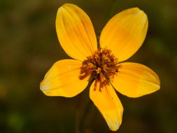 Bidens aurea (Ait.) Sherff的圖片