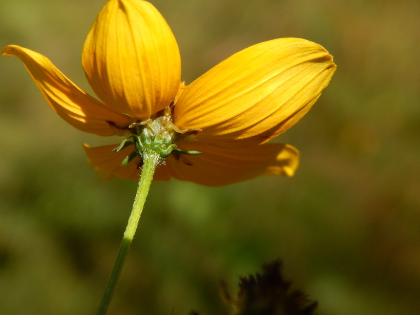 Bidens aurea (Ait.) Sherff的圖片