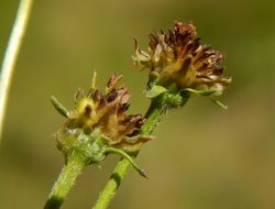 Bidens aurea (Ait.) Sherff的圖片