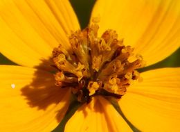 Bidens aurea (Ait.) Sherff的圖片