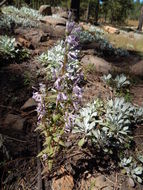 Imagem de Gentianella wislizenii (Engelm.) J. M. Gillett