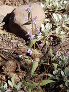 Image of Gentianella wislizenii (Engelm.) J. M. Gillett