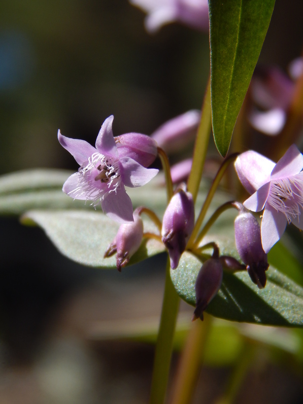 Image of Gentianella wislizenii (Engelm.) J. M. Gillett