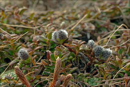 Image of Salix alpina Scop.