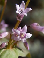 Image of Gentianella wislizenii (Engelm.) J. M. Gillett