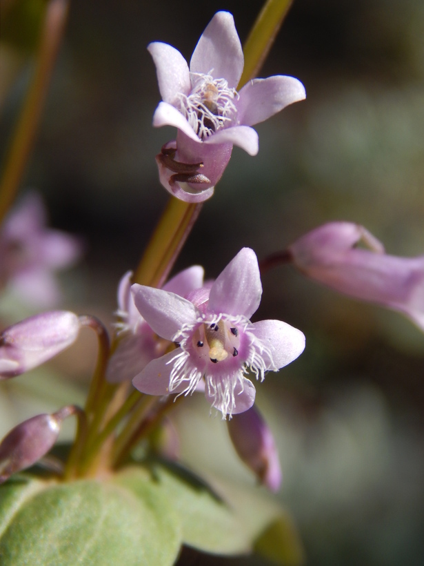 Imagem de Gentianella wislizenii (Engelm.) J. M. Gillett