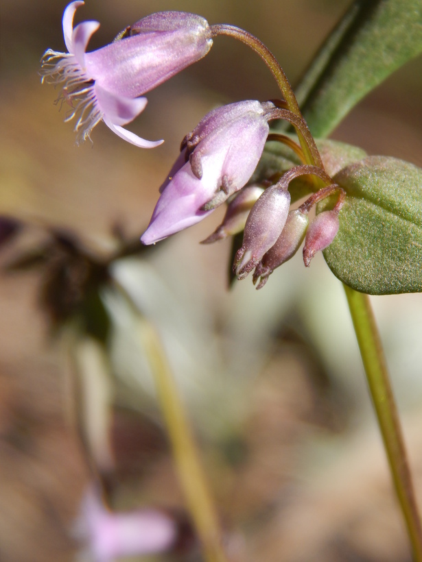 Imagem de Gentianella wislizenii (Engelm.) J. M. Gillett